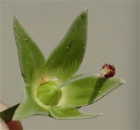  Pistil surrounded by calyx